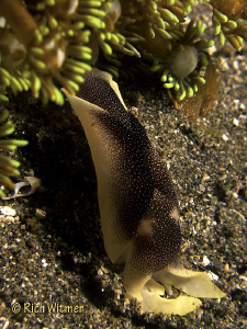 Chelidonura amoena, a type of sea slug, was "standing up"... by Richard Witmer 